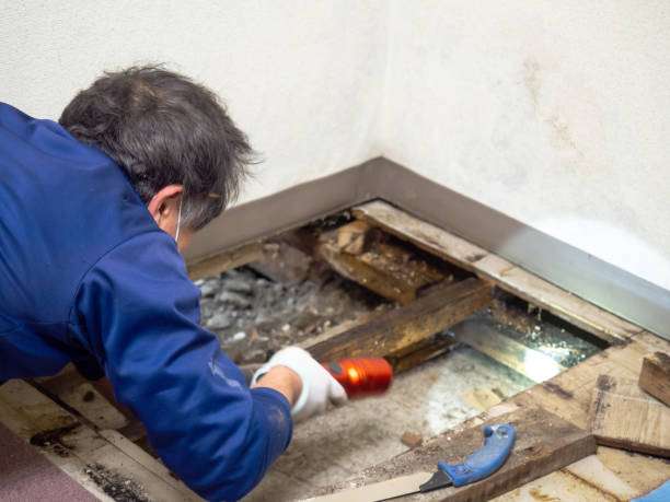 Best Commercial Mold Remediation in Comer, GA