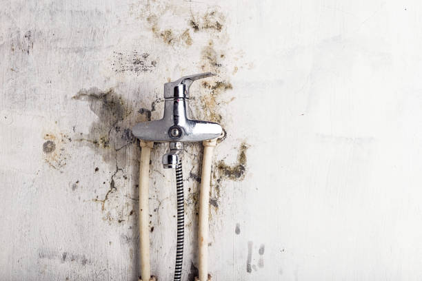 Best Kitchen Mold Remediation in Comer, GA