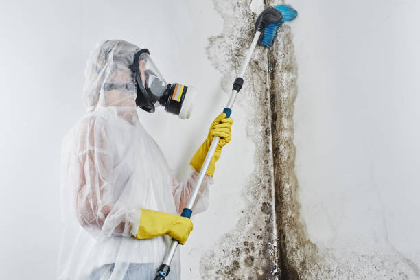 Best Basement Mold Remediation in Comer, GA