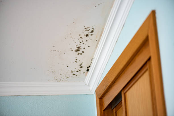 Best DIY Mold Remediation Support Services in Comer, GA