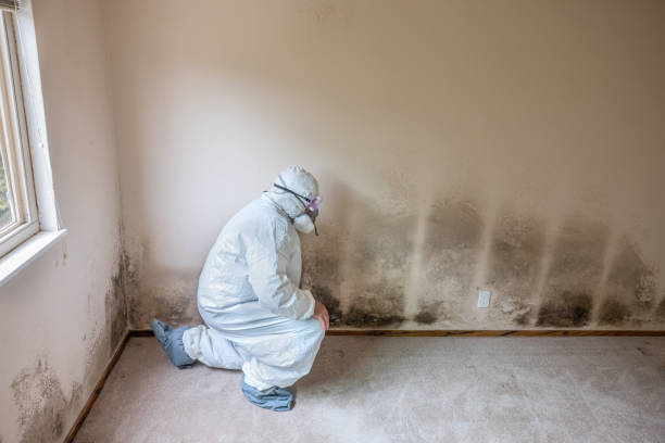 Best Attic Mold Remediation in Comer, GA